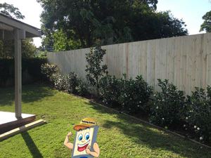 Single Paling Timber Fence