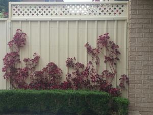 Fence Extension with Lattice