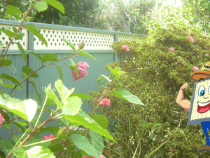 Colorbond Fence with lattice Toppers