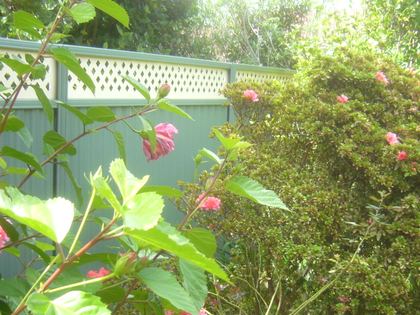 Colorbond fence with lattice inserts, Marsfield