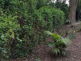 Foliage clearing & small tree removal