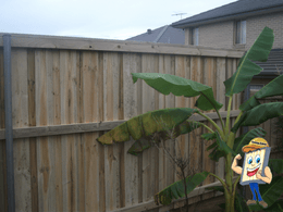 Timber fencing